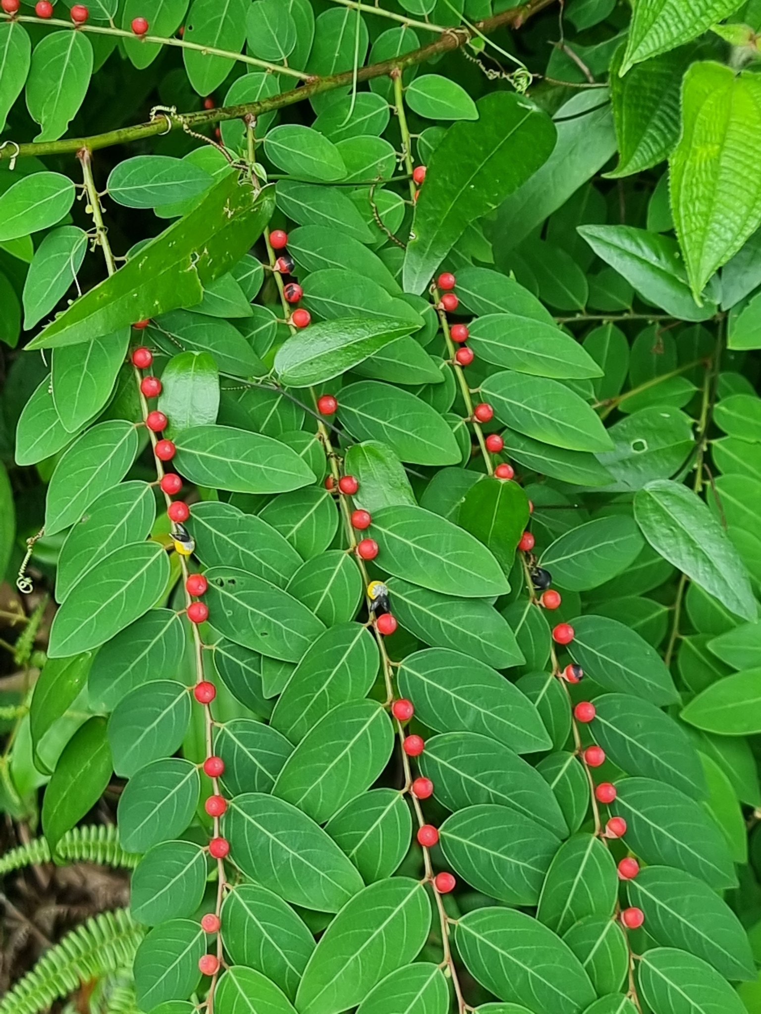 Breynia racemosa (Blume) Müll.Arg.