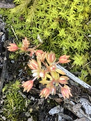 Crassula decumbens