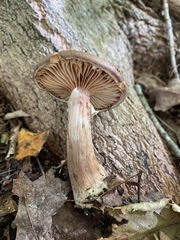 Cyclocybe erebia