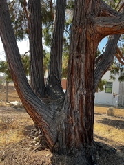 Calocedrus decurrens