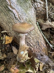 Cyclocybe erebia