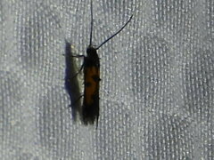 Chrysoclista linneella