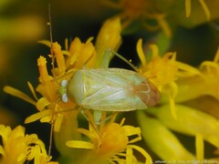 Taylorilygus apicalis