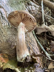 Cyclocybe erebia