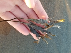 Fucus distichus
