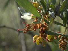 Grevillea floribunda
