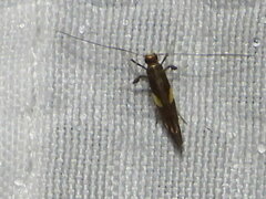 Caloptilia bimaculatella
