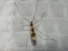 Erioptera venusta
