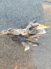 Fucus distichus