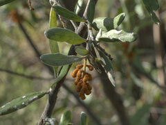 Grevillea floribunda