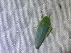 Rugosana querci