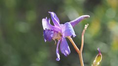 Delphinium parishii subglobosum