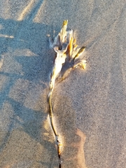 Fucus distichus