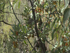 Grevillea floribunda
