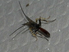 Campopleginae