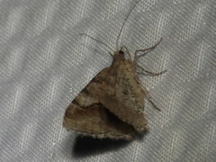 Digrammia continuata