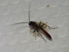 Campopleginae