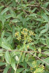 Bupleurum fruticosum