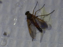 Rhagio