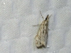 Eudonia heterosalis