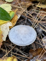 Cantharellula umbonata