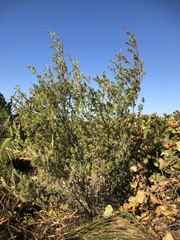 Suriana maritima