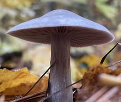 Cantharellula umbonata