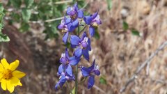 Delphinium parishii subglobosum