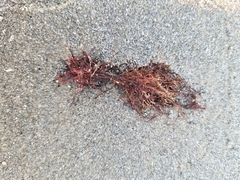 Desmarestia aculeata