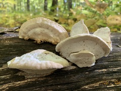 Tyromyces