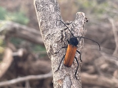 Tragidion coquus
