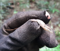 Anolis rodriguezii
