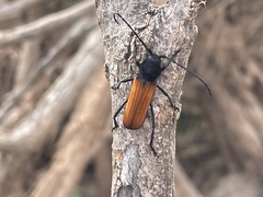 Tragidion coquus