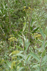 Bupleurum fruticosum
