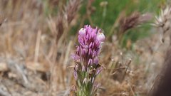 Castilleja exserta exserta