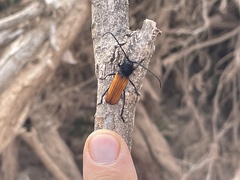 Tragidion coquus