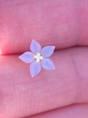 Wahlenbergia marginata