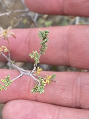 Dalea formosa