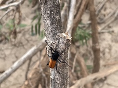 Tragidion coquus