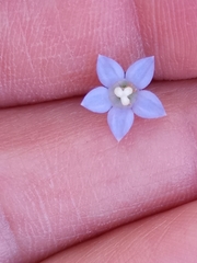 Wahlenbergia marginata