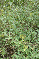 Bupleurum fruticosum