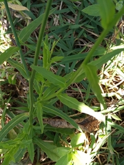 Wahlenbergia marginata