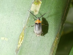 Ptilodactyla