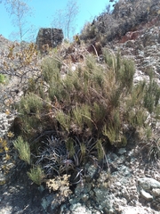Ephedra americana