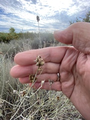 Psorothamnus scoparius