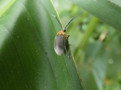 Ptilodactyla