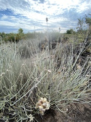 Psorothamnus scoparius