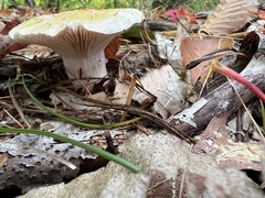 Hygrophorus flavodiscus