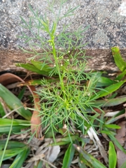 Cyclospermum leptophyllum