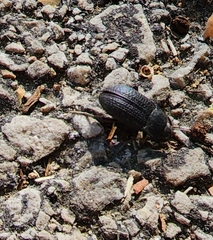 Asiopus minimus